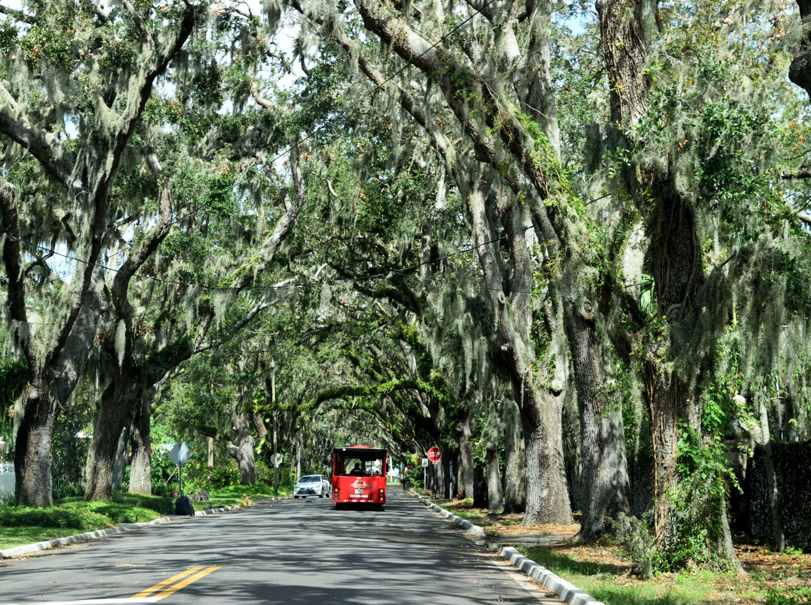 Nikon D3300 sample photo. Magnolia street, famous, historic photography