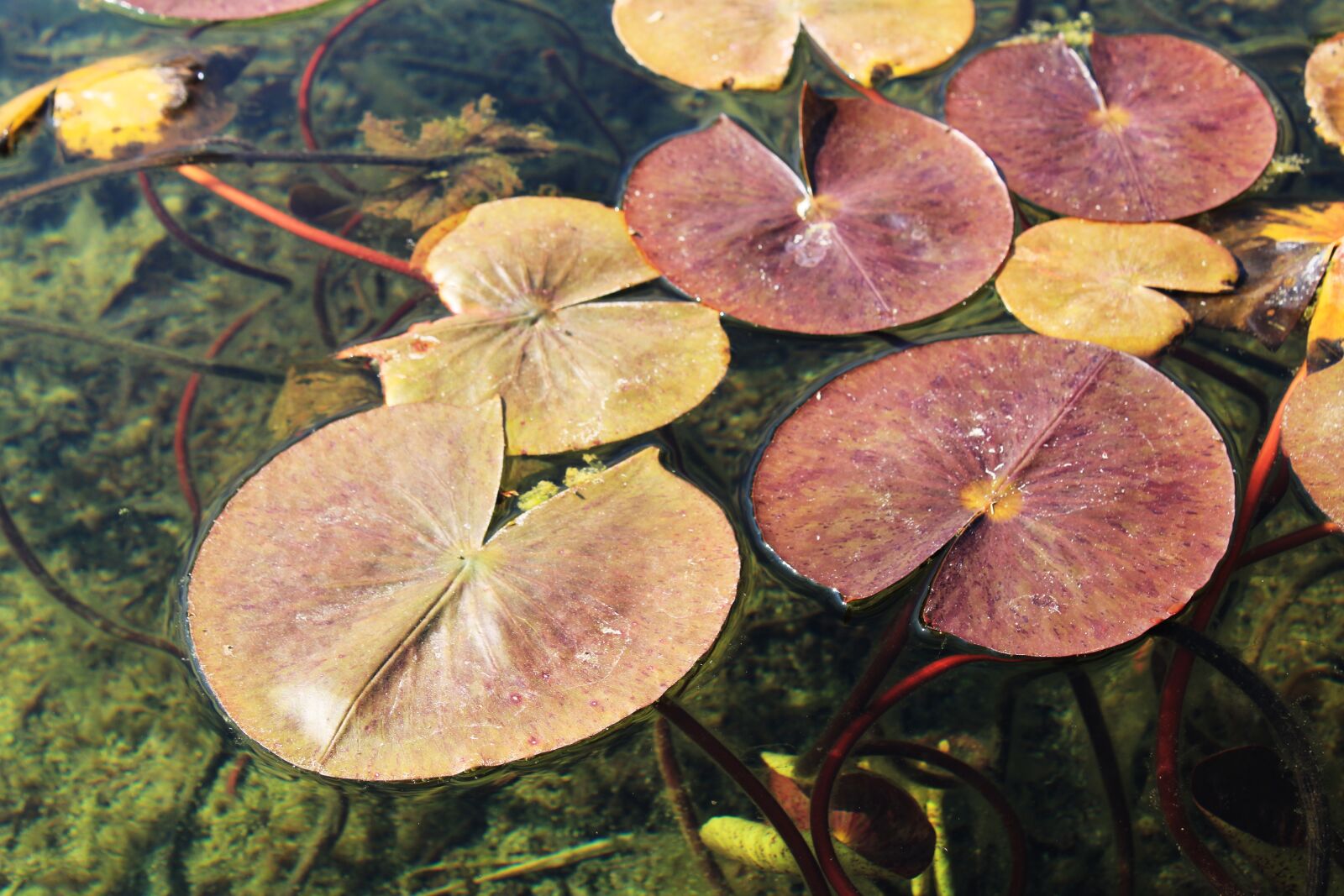 Canon EOS 2000D (EOS Rebel T7 / EOS Kiss X90 / EOS 1500D) sample photo. Water lily, pond, leaves photography
