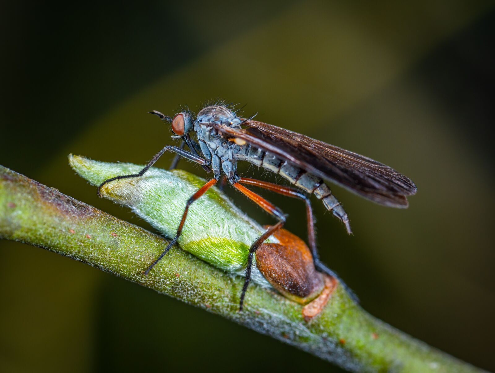 #124 65/2.8 sample photo. Insect, macro photography
