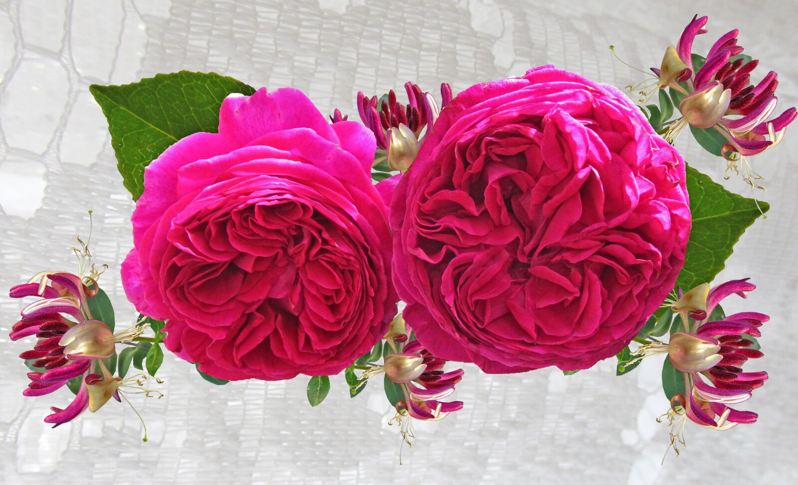 Canon PowerShot SX170 IS sample photo. Red roses, flowers, honeysuckle photography
