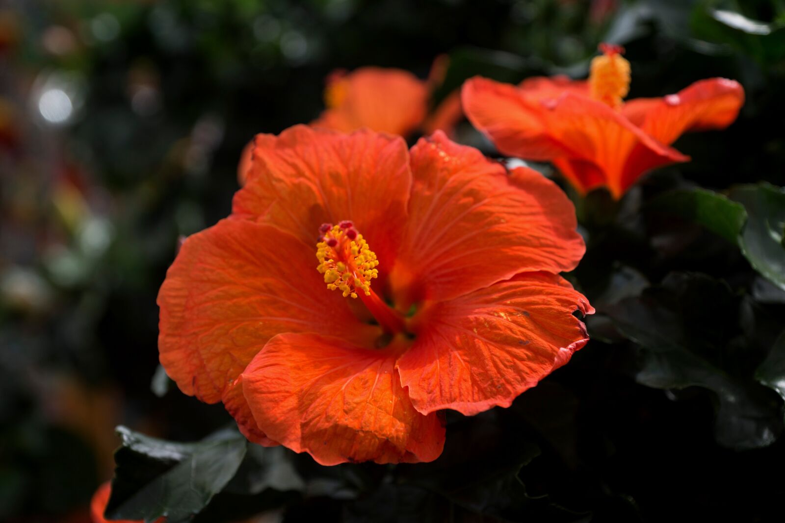 Sony SLT-A77 sample photo. Flower, blossom, bloom photography