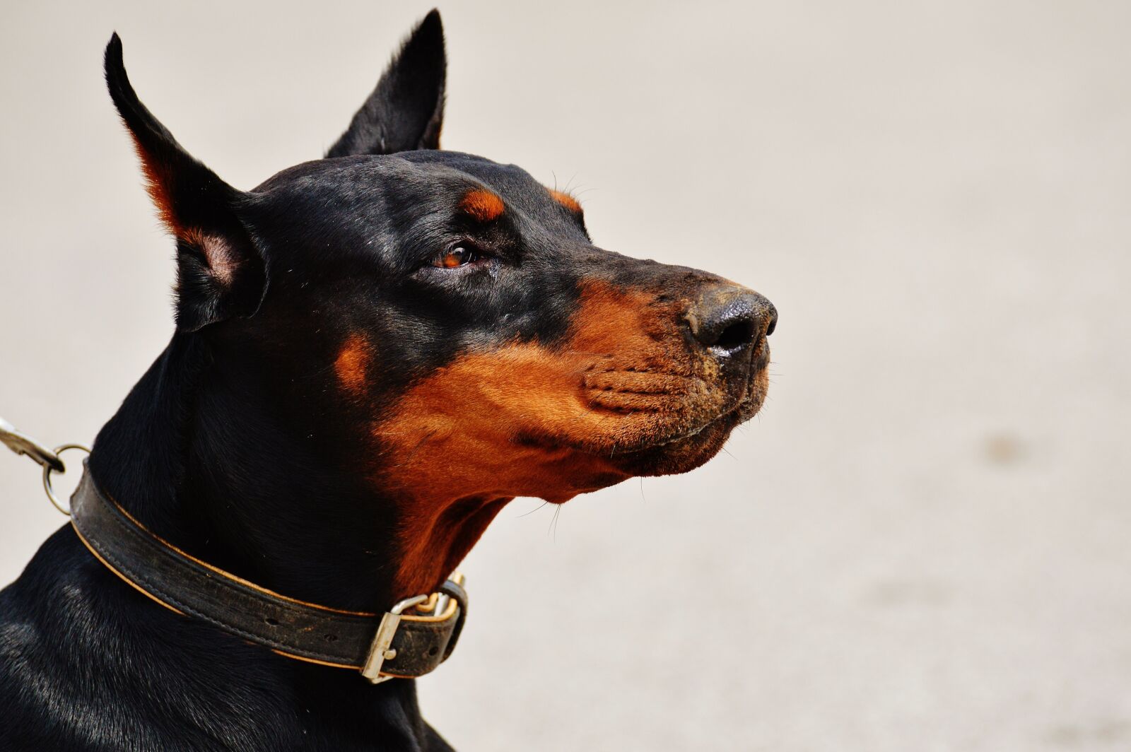 Nikon D3200 sample photo. Doberman, dog, animal world photography