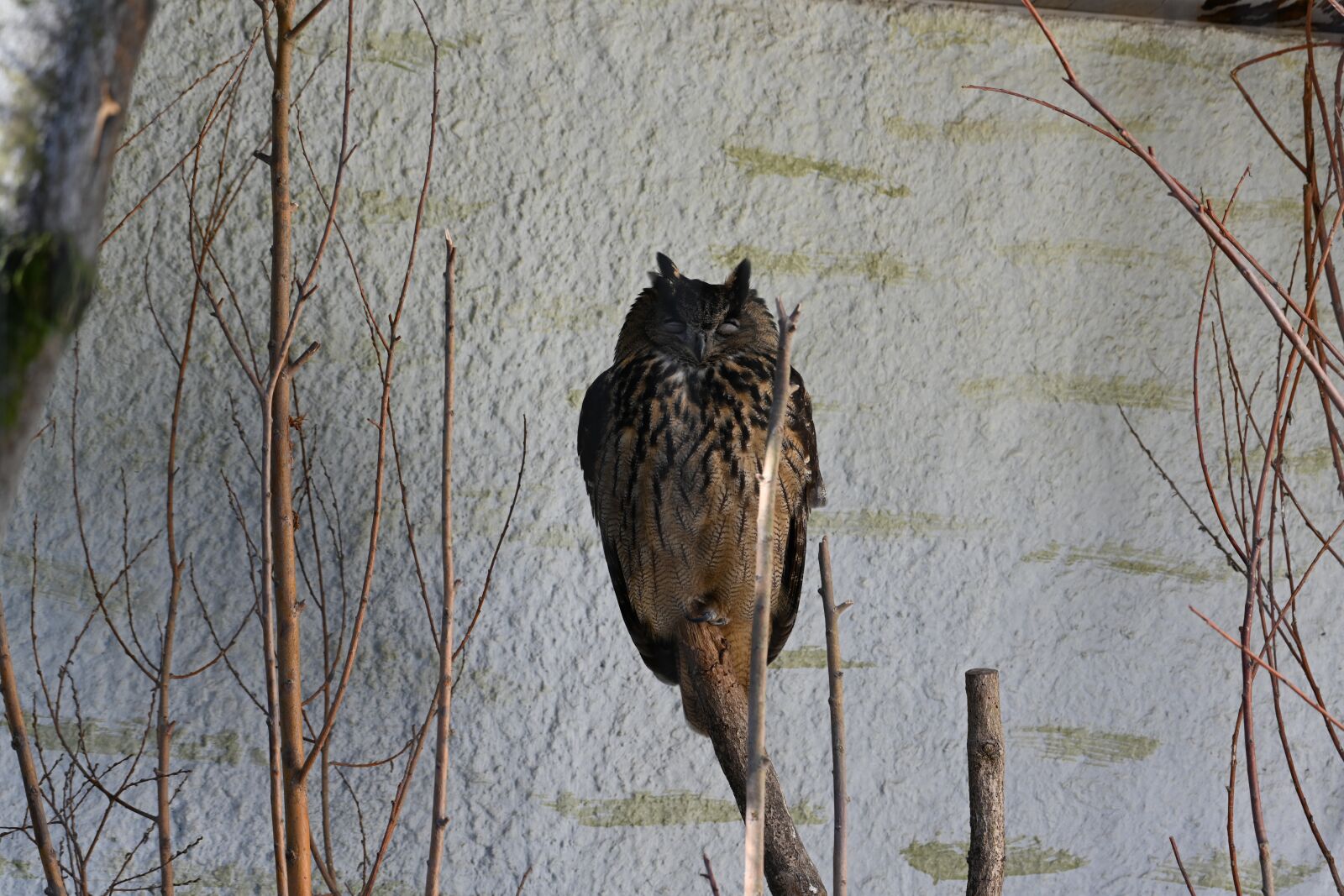 Nikon Z7 sample photo. Eurasian eagle owl, owl photography