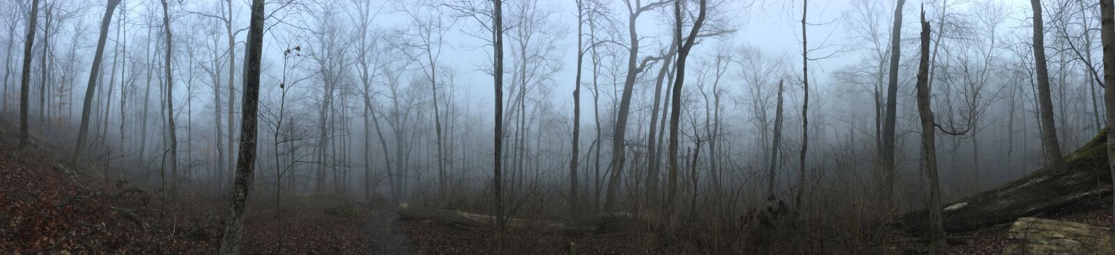 Apple iPhone 6s sample photo. Panoramic dark forest, foggy photography