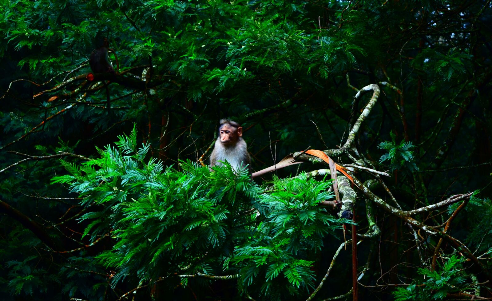 Nikon D3300 sample photo. Monkey, leaf, wild photography