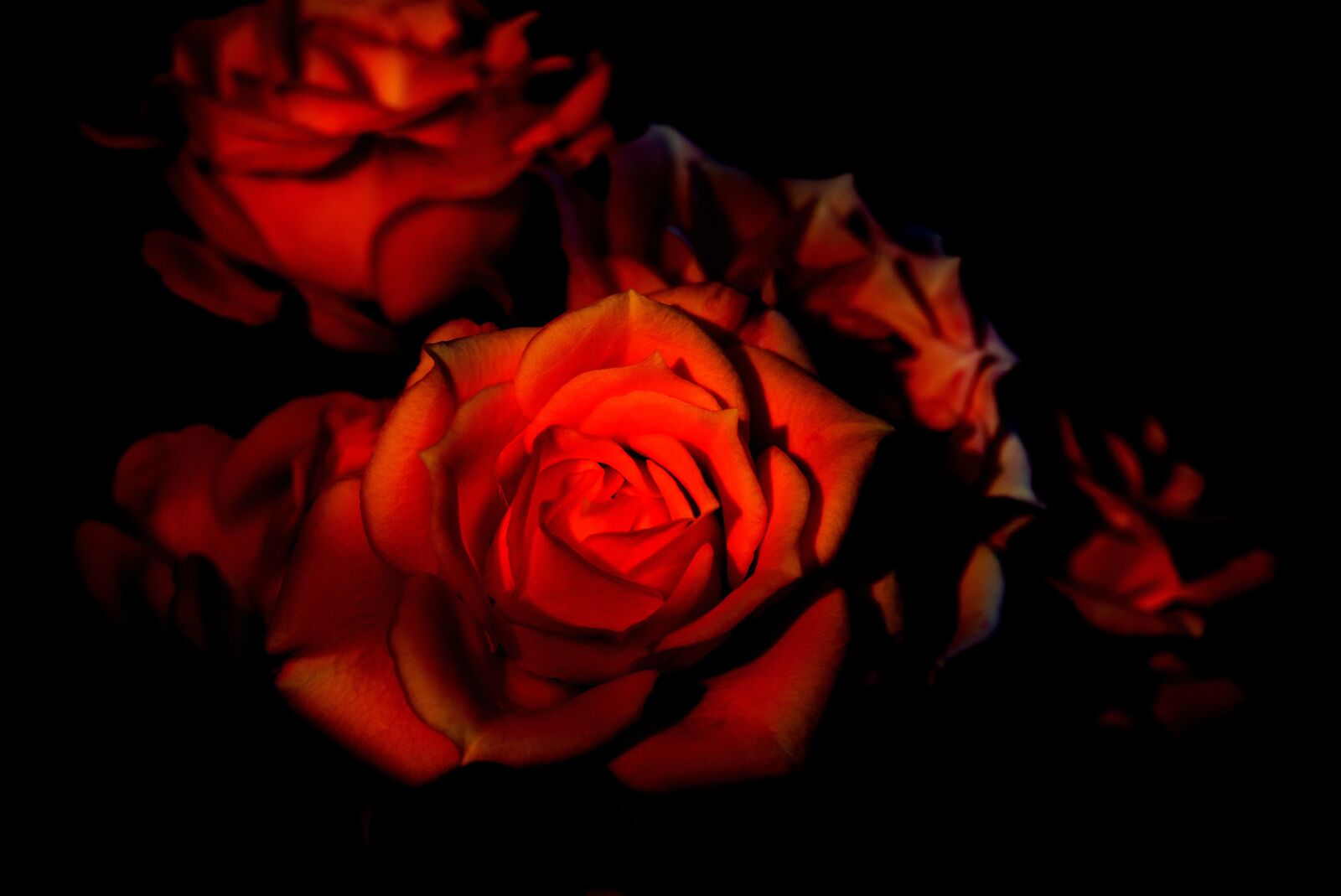 Canon EF-S 55-250mm F4-5.6 IS STM sample photo. Rose, flowers, plant photography