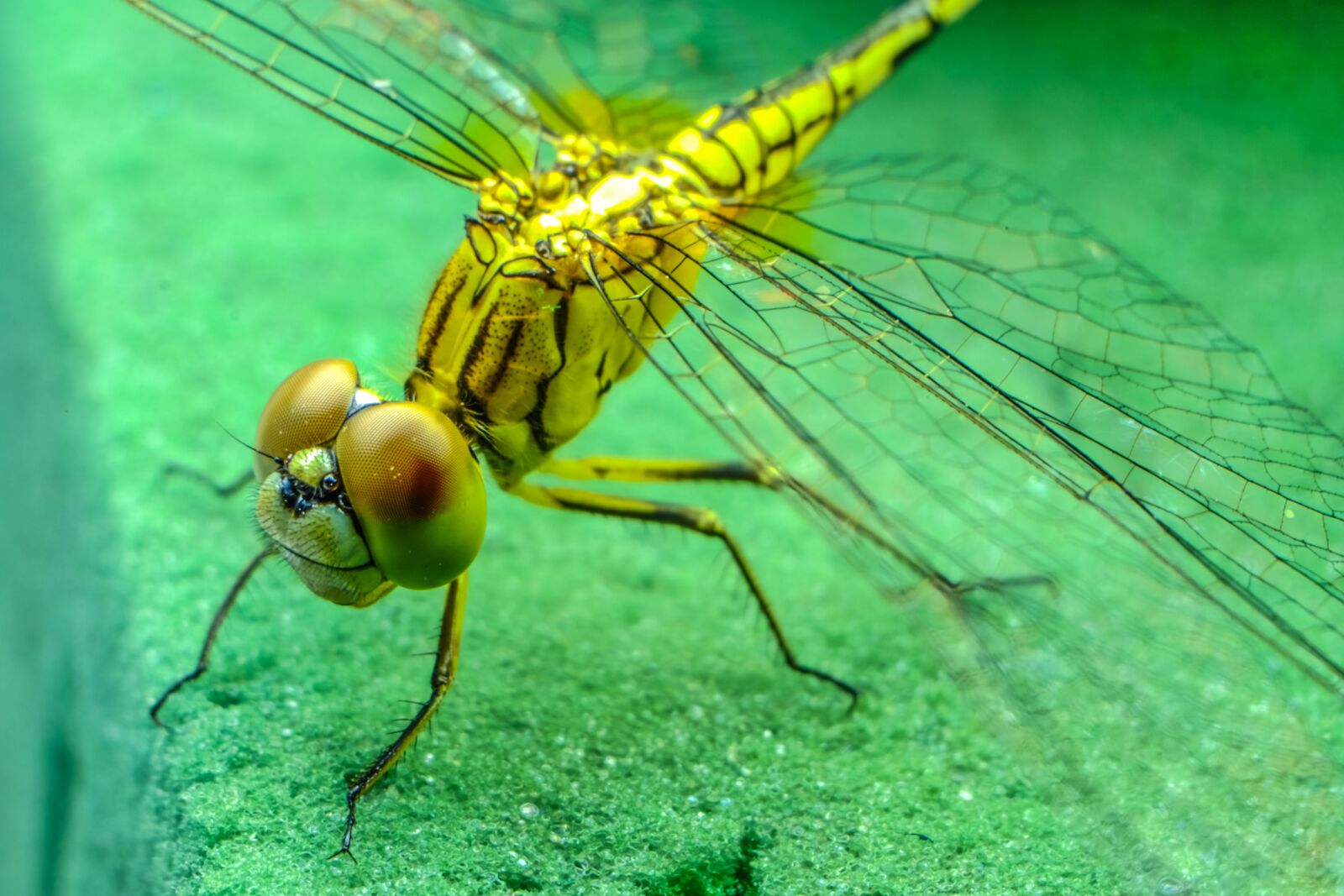 Fujifilm X-E2 sample photo. Dragonfly, insect, black photography