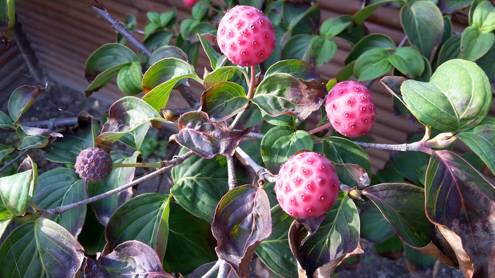 Samsung Galaxy S5 Mini sample photo. Autumn, korean dogwood, berry photography