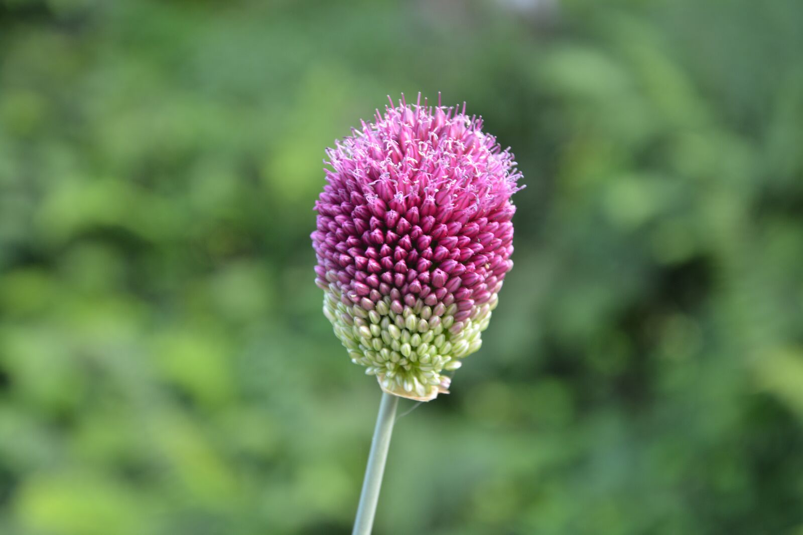 Nikon D5200 sample photo. Flower, pink, green photography