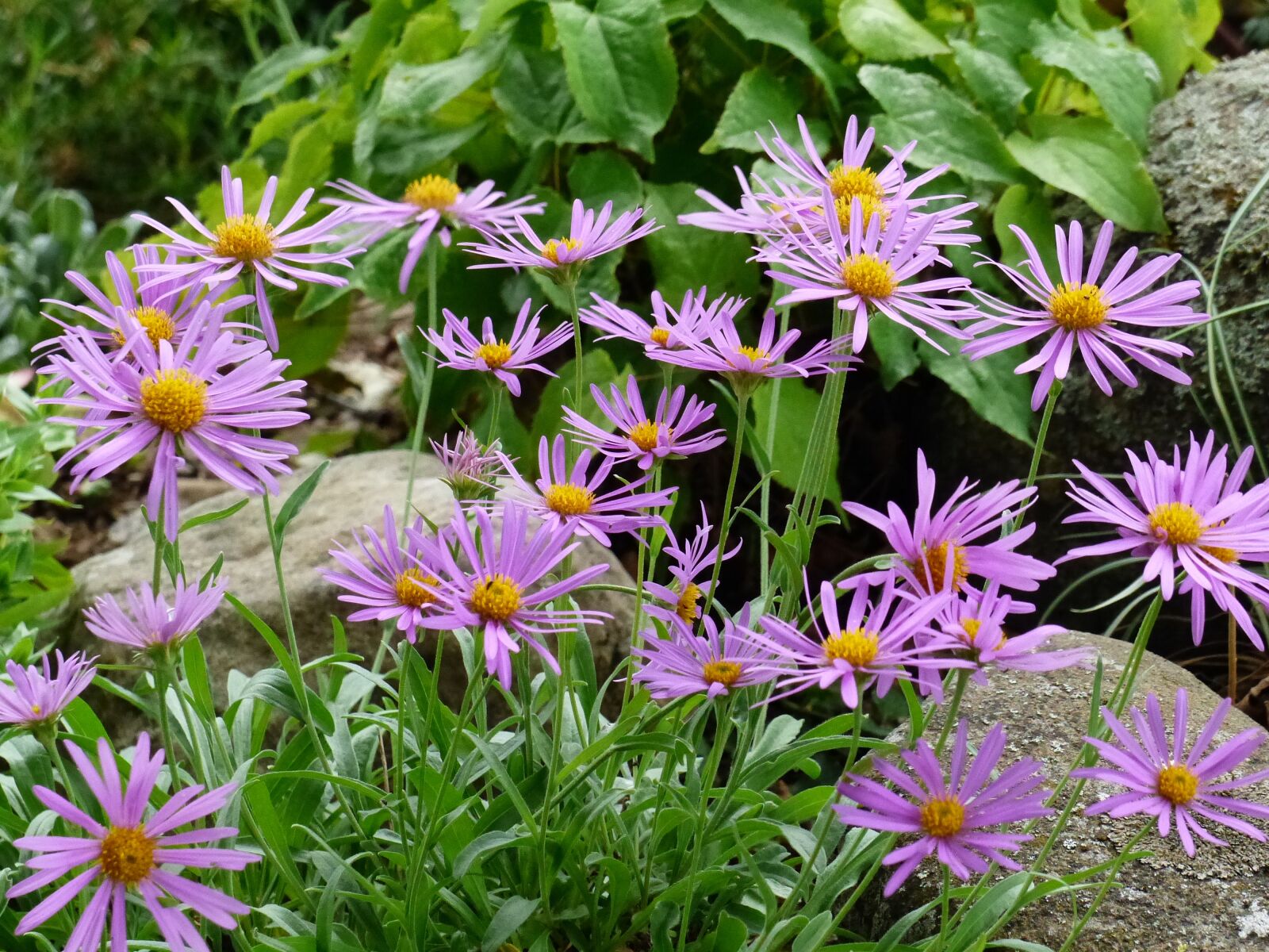 Panasonic Lumix DMC-FZ200 sample photo. Daisy, pink, flowers photography