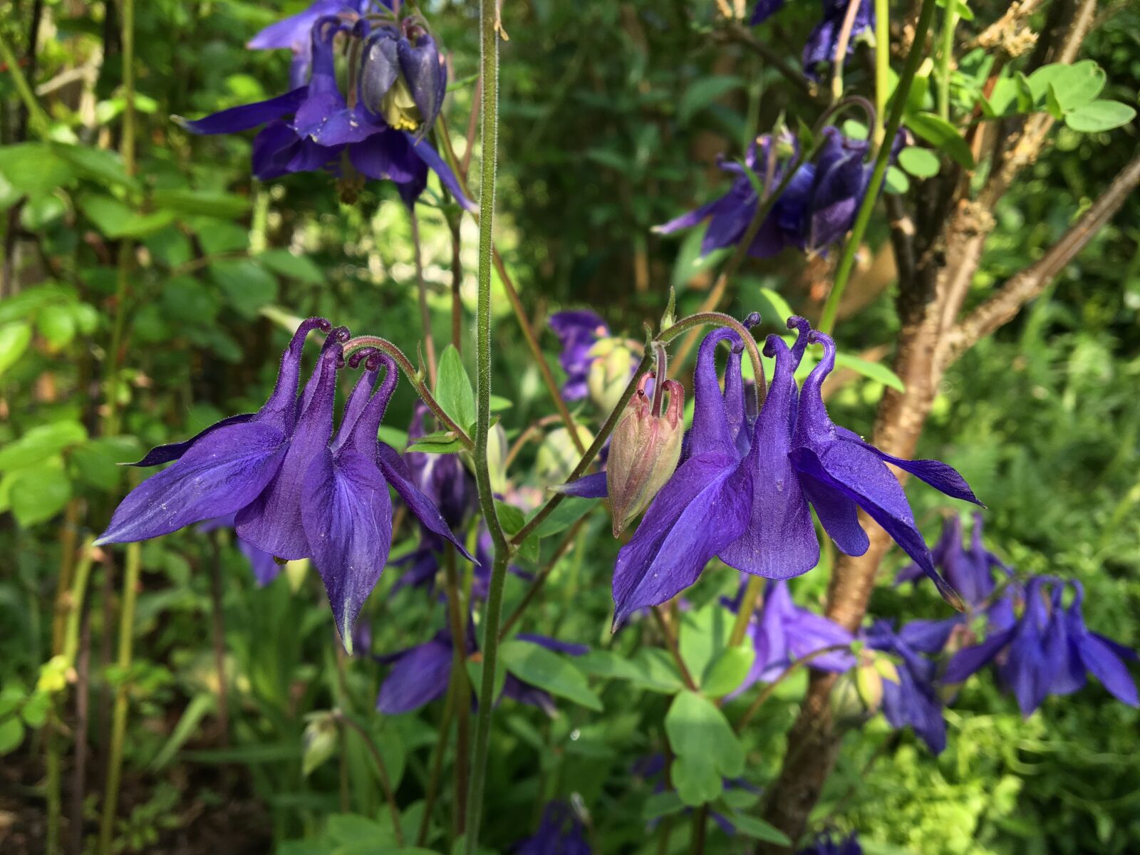 iPad Pro back camera 4.15mm f/2.2 sample photo. Columbine, garden plant, violet photography