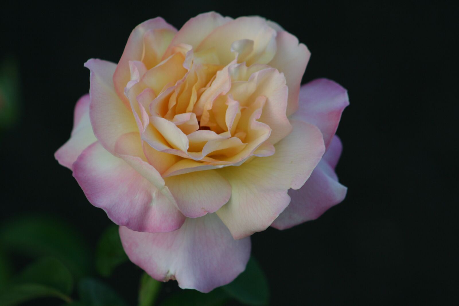 Canon EOS 400D (EOS Digital Rebel XTi / EOS Kiss Digital X) sample photo. Flower, rose, petal photography