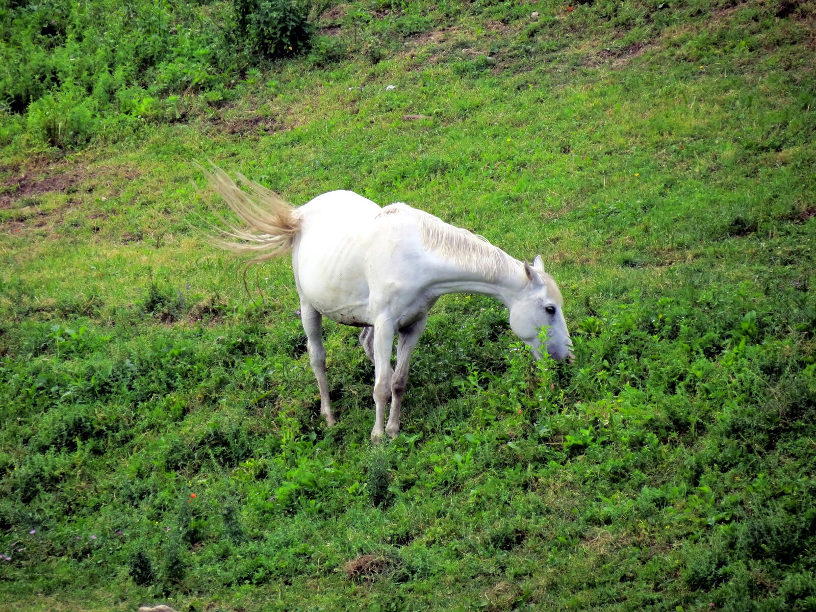 Canon PowerShot SX40 HS sample photo. Grass, pasture, white photography