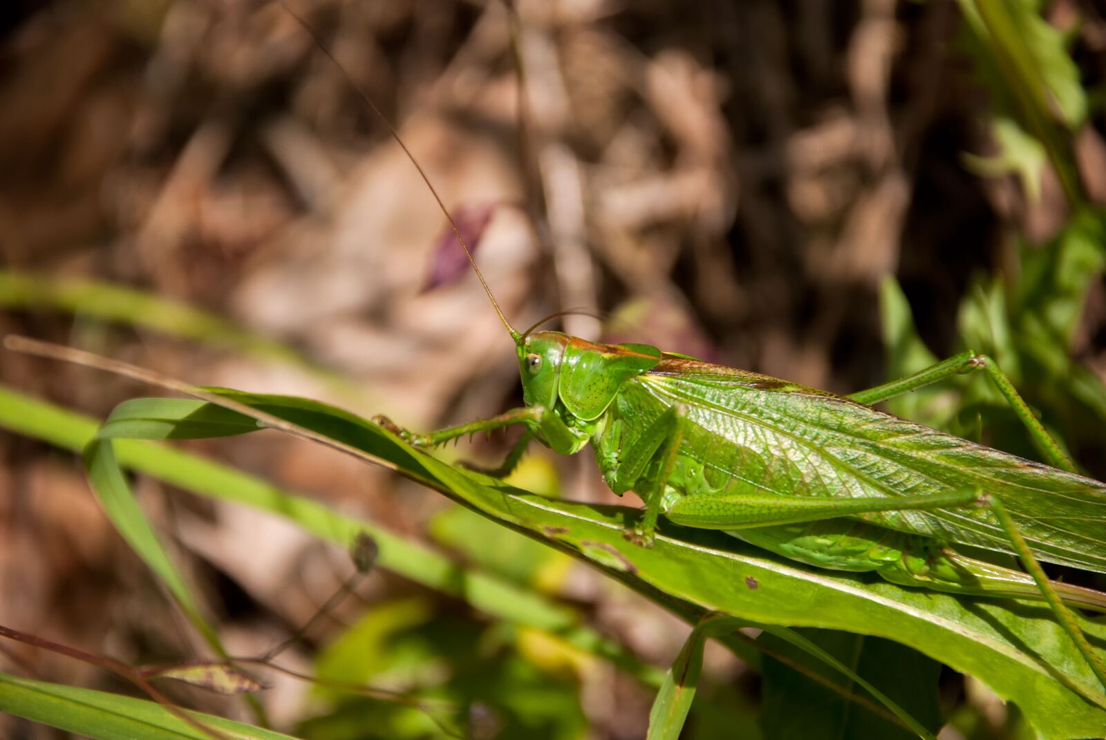 Nikon D80 sample photo. Grasshopper, desert locust, insect photography