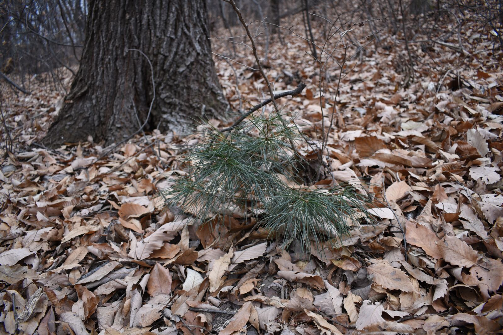 Nikon D750 sample photo. Young, pinus koraiensis, wood photography