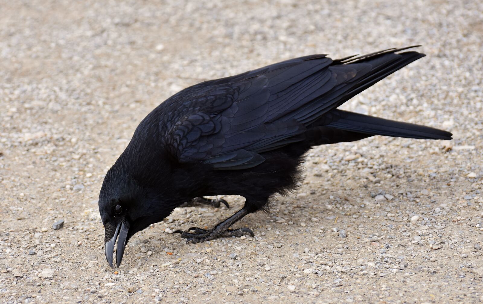 Nikon D7200 sample photo. Common raven, raven, raven photography