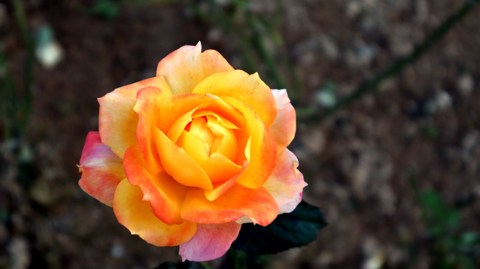 Canon EF-M 15-45mm F3.5-6.3 IS STM sample photo. Rose, one, flower photography
