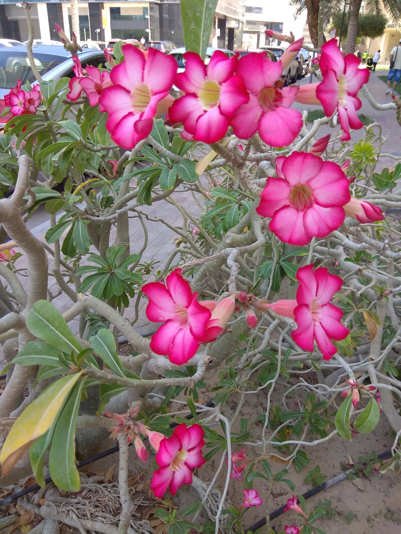 Xiaomi Redmi Note 4 sample photo. Flower, flowers, nature photography