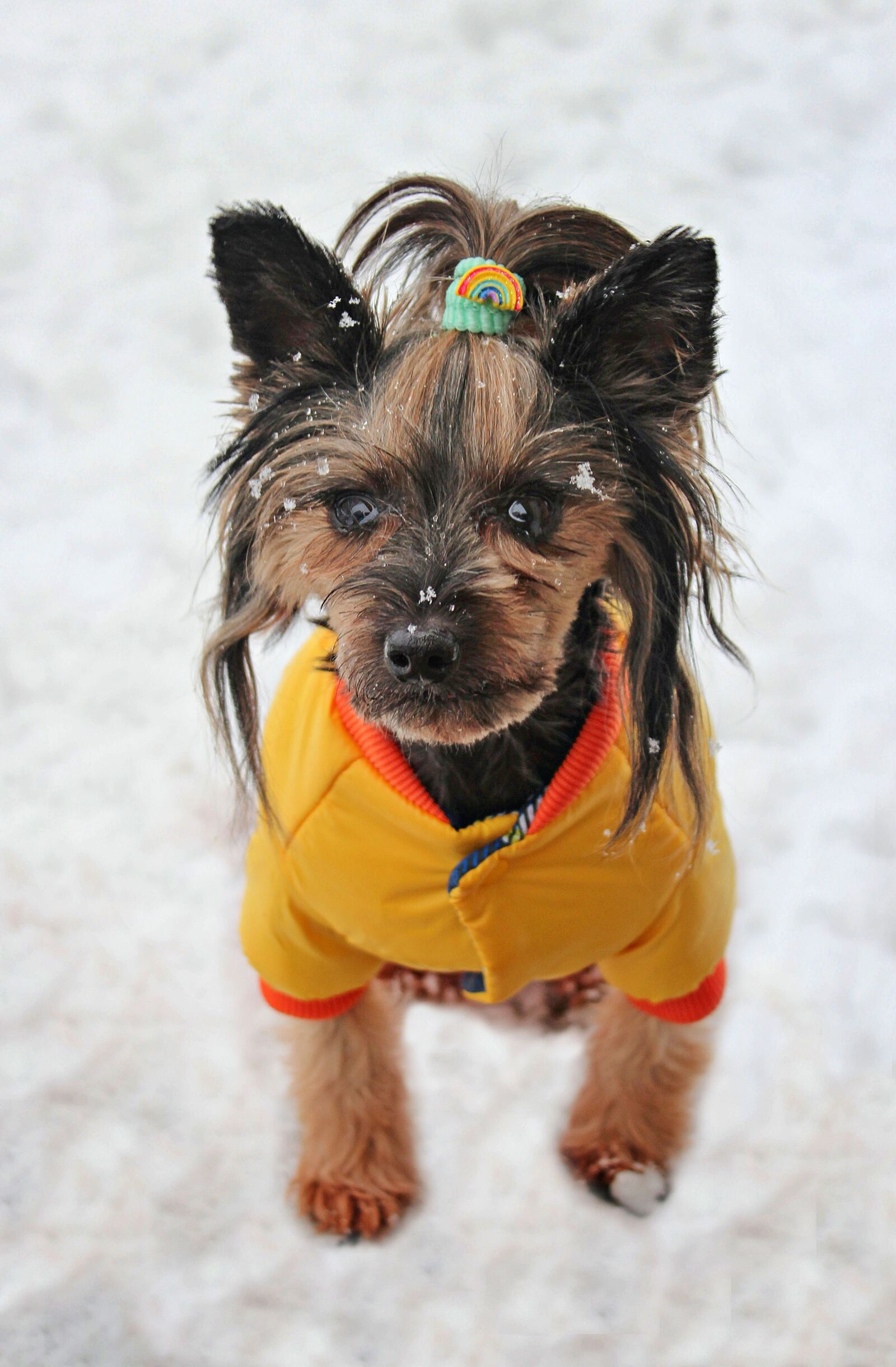 Canon EOS 600D (Rebel EOS T3i / EOS Kiss X5) sample photo. Yorkshire terrier, dog, dog photography