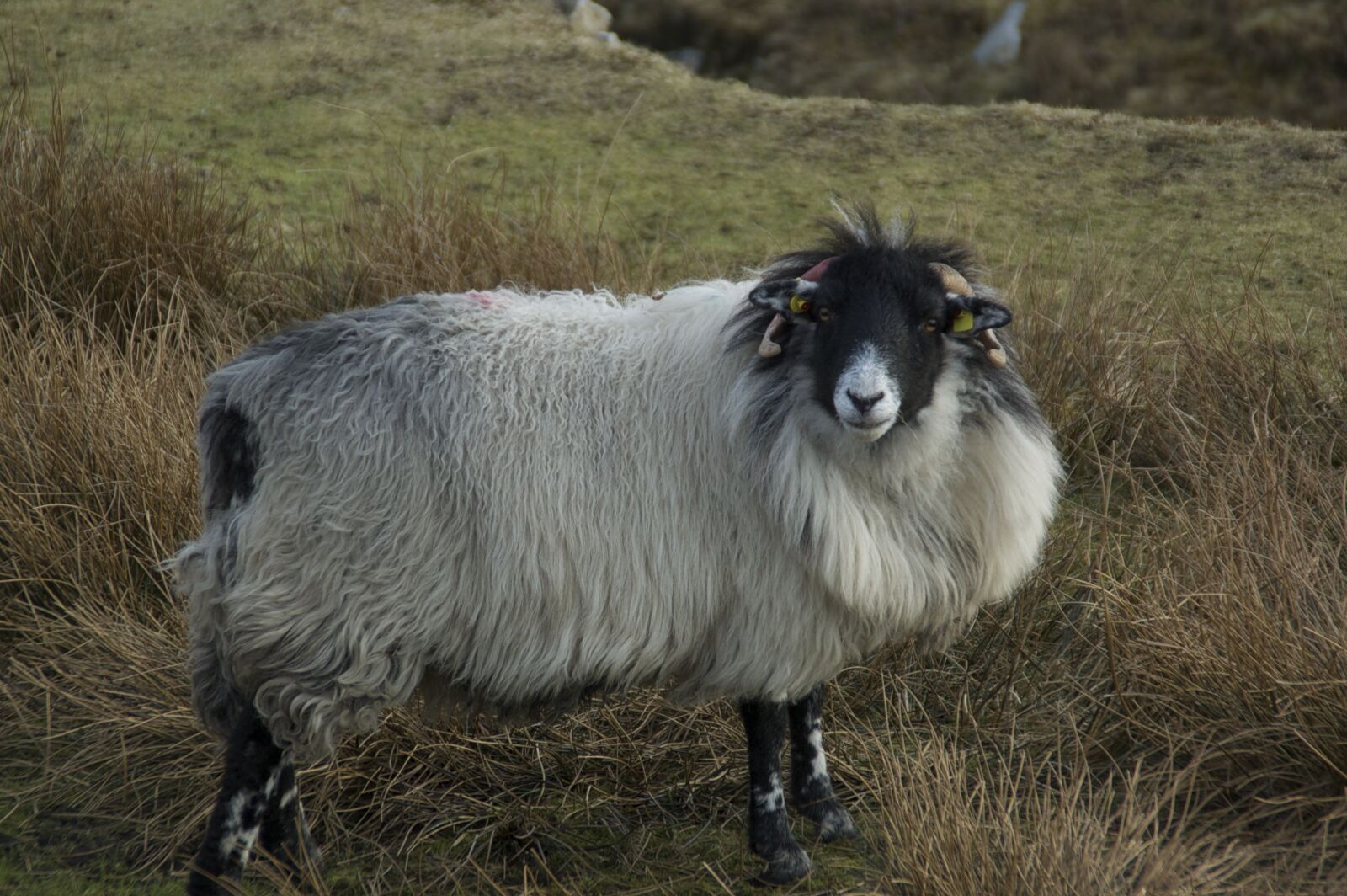 Nikon D50 sample photo. Sheep, outdoors, nature photography