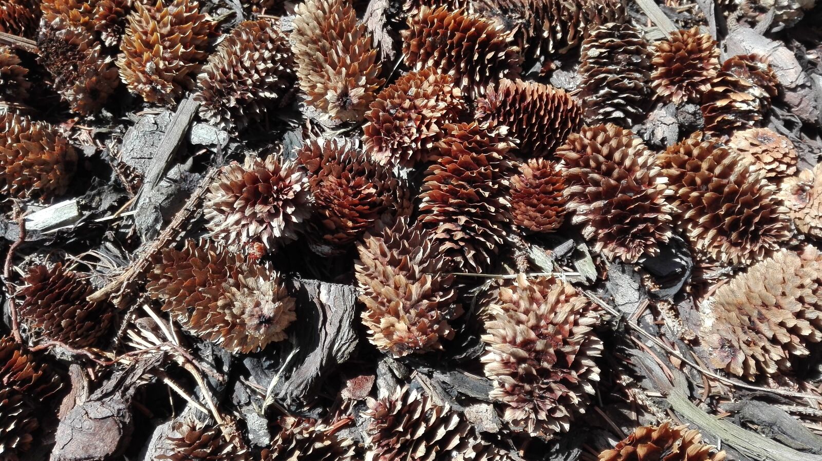 HUAWEI P8 Lite sample photo. Nature, forest, cones photography