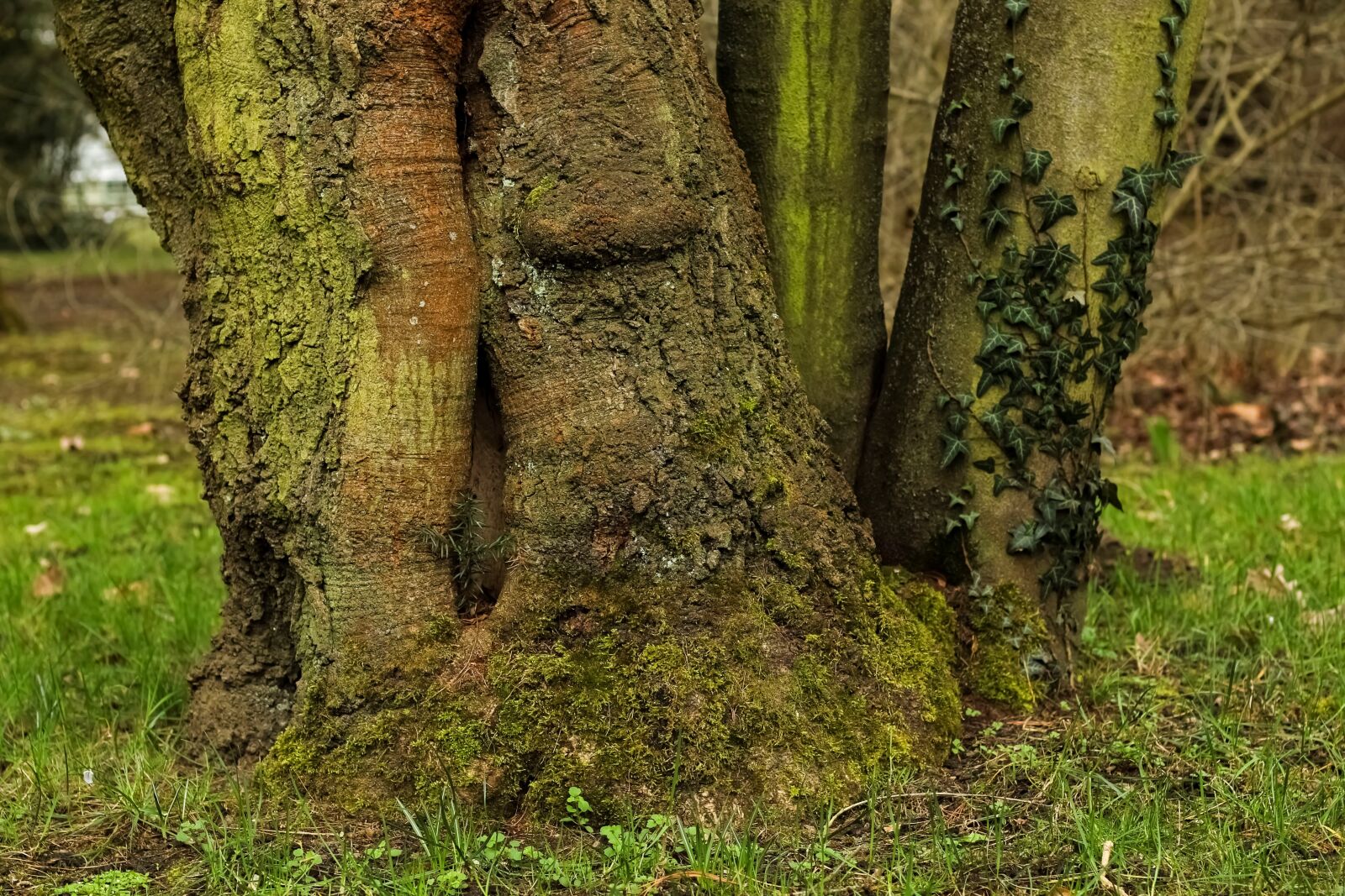 Canon EOS 700D (EOS Rebel T5i / EOS Kiss X7i) + Canon EF 50mm F1.8 STM sample photo. Tree, log, tree root photography