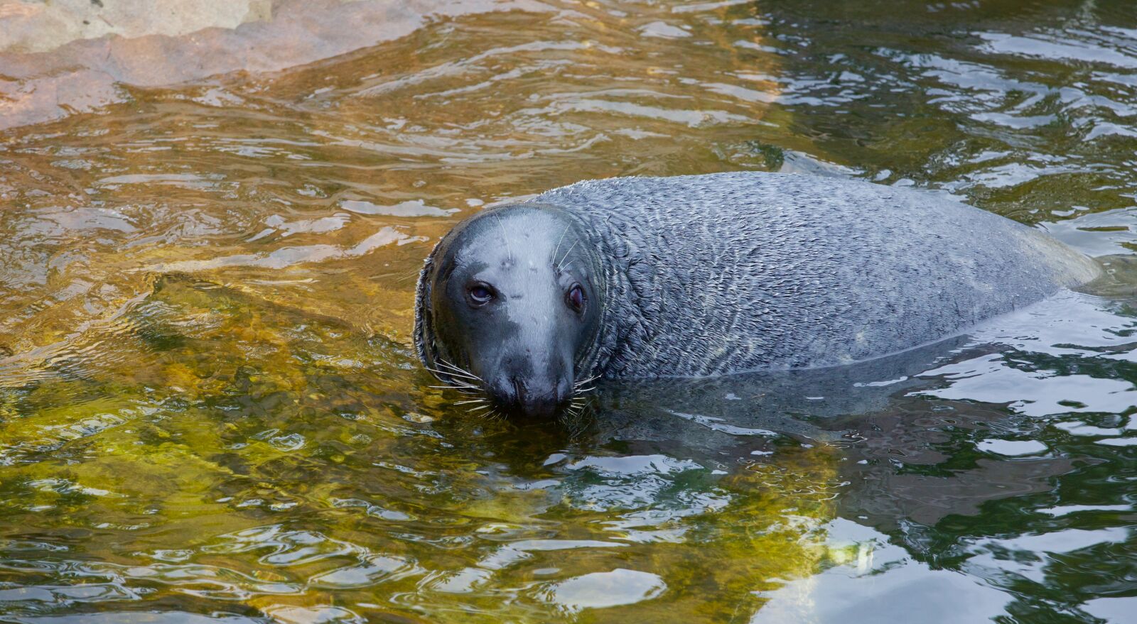 Canon EOS 5D Mark III sample photo. Seal, swim, aquatic animals photography