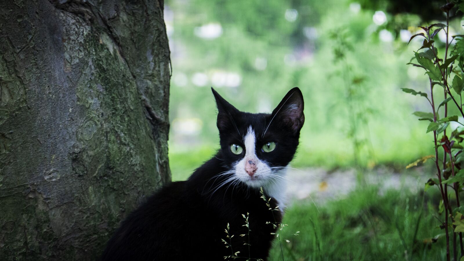 Sony Cyber-shot DSC-RX100 VI sample photo. Cat, black, garden photography