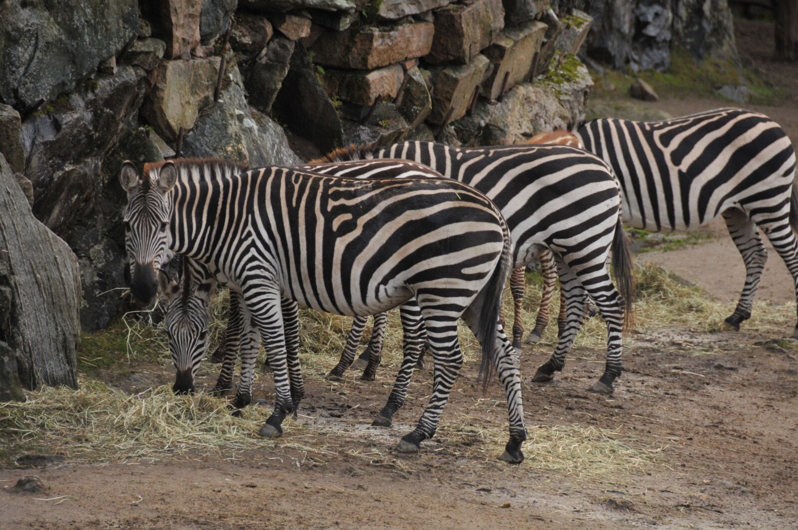 Nikon D300S sample photo. Zebra, zoo, stripes photography