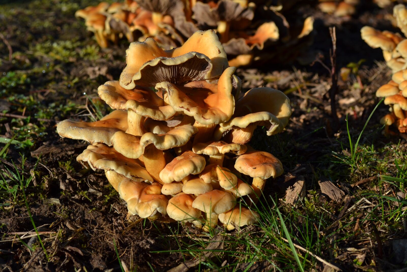 Nikon D3100 sample photo. Mushrooms, fungi, autumn photography
