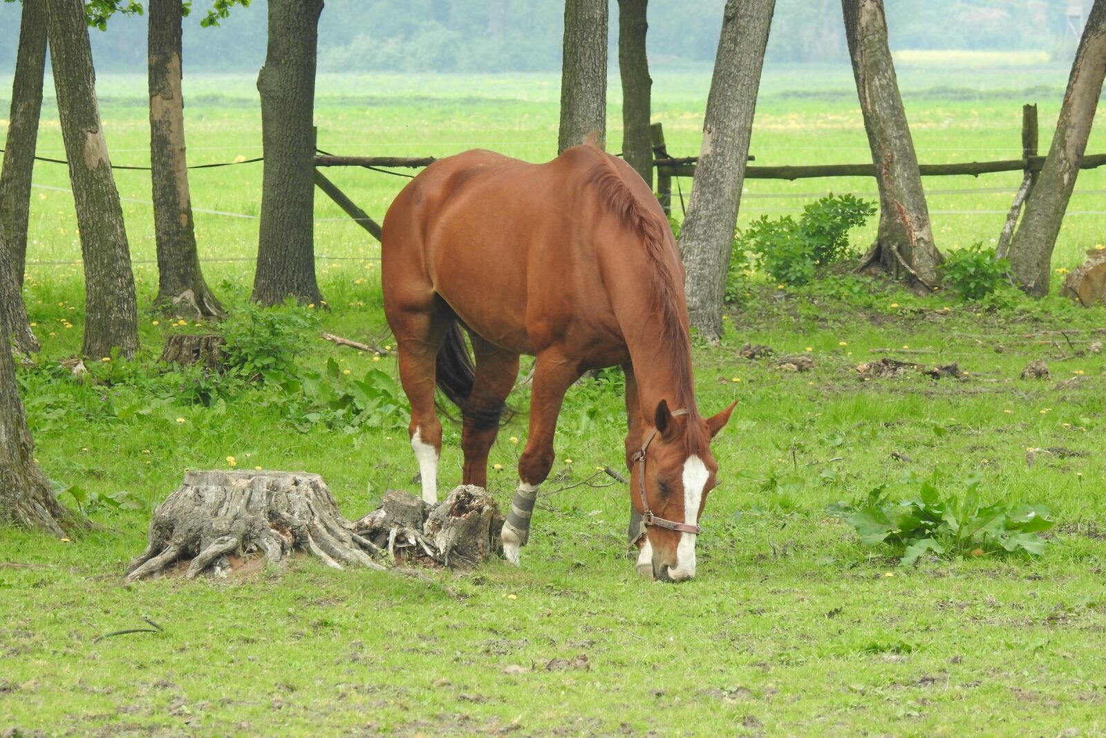 Nikon Coolpix P900 sample photo. Lawn, mammals, farm photography