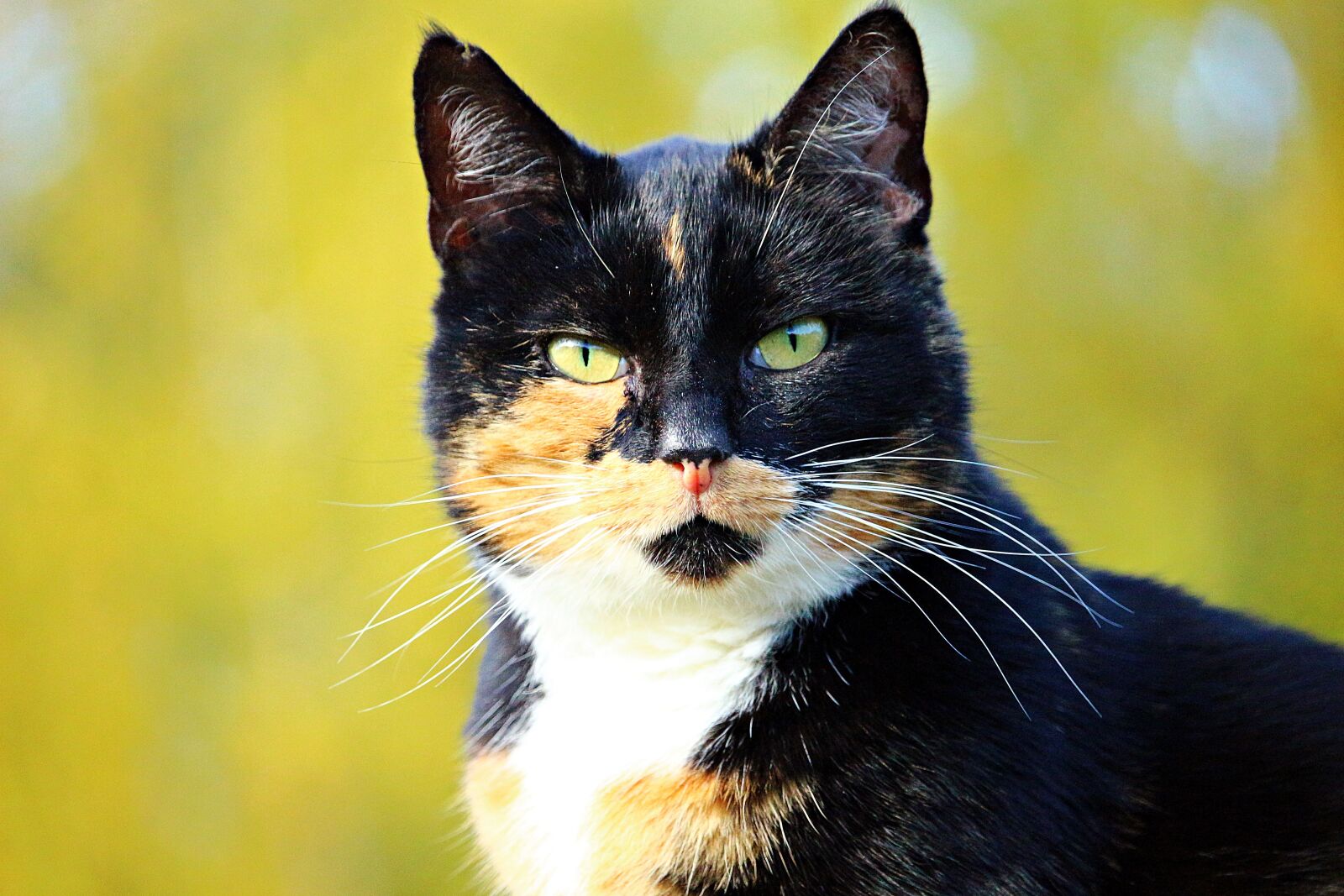 Canon EOS 100D (EOS Rebel SL1 / EOS Kiss X7) sample photo. Cat, mieze, three coloured photography