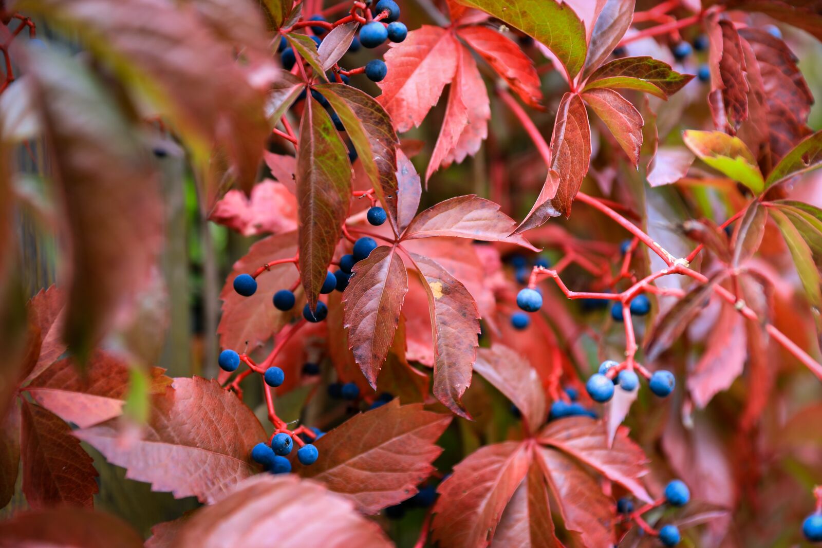 Canon EOS 5D Mark IV sample photo. Wild grapes, berry, blue photography