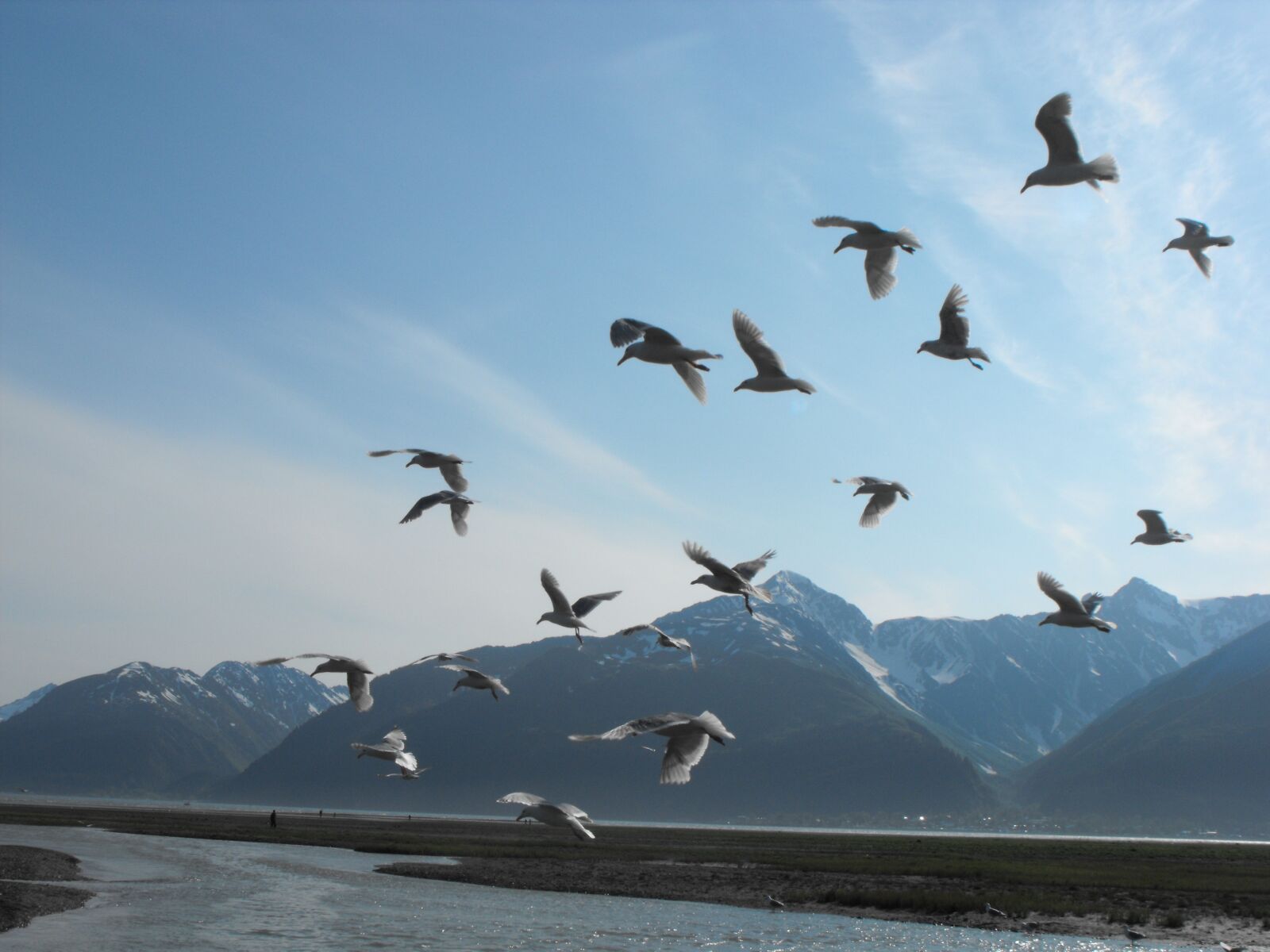 Fujifilm FinePix S1000fd sample photo. Sea, water birds, blue photography