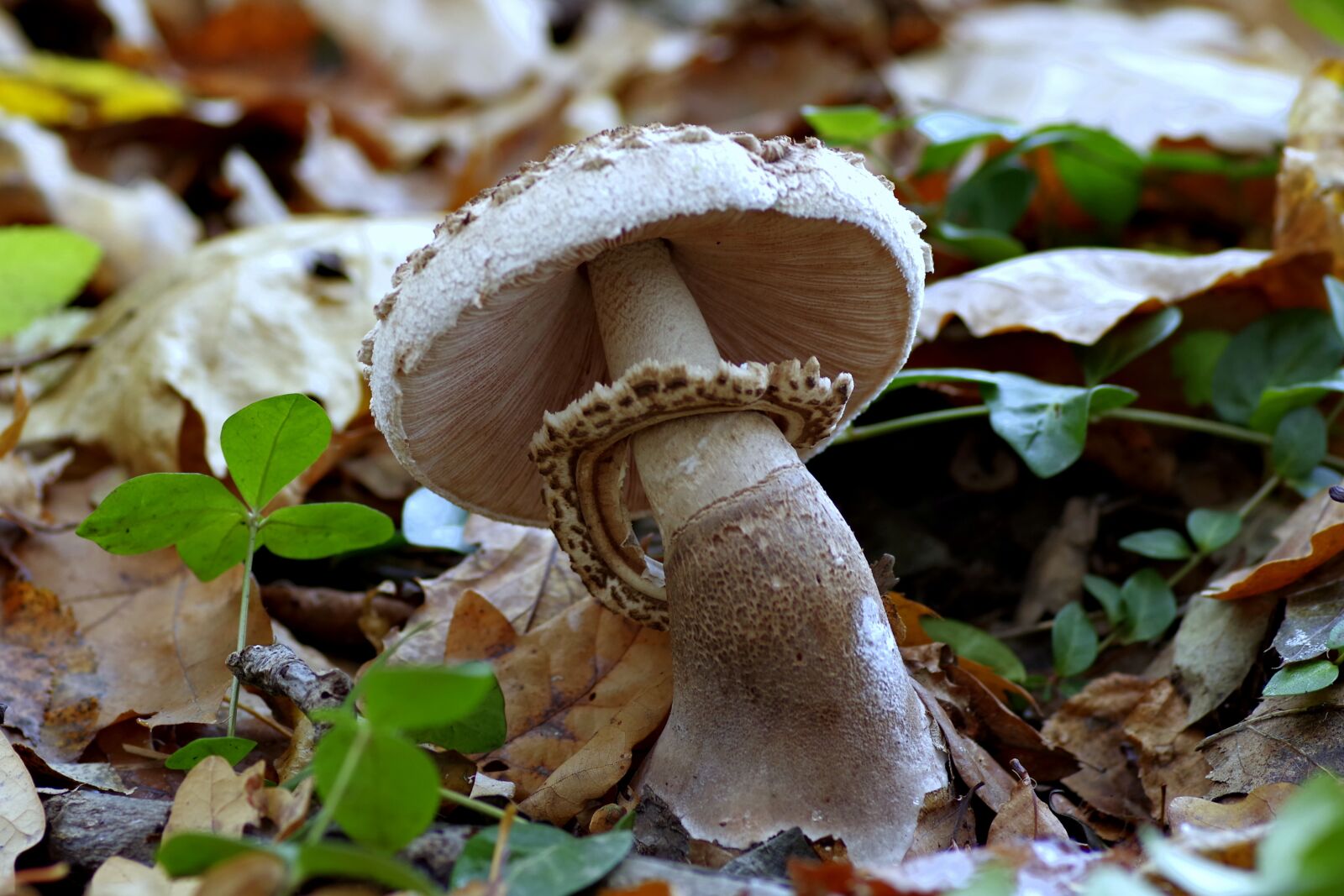 Pentax K-S2 sample photo. Mushroom, kite, parasol photography