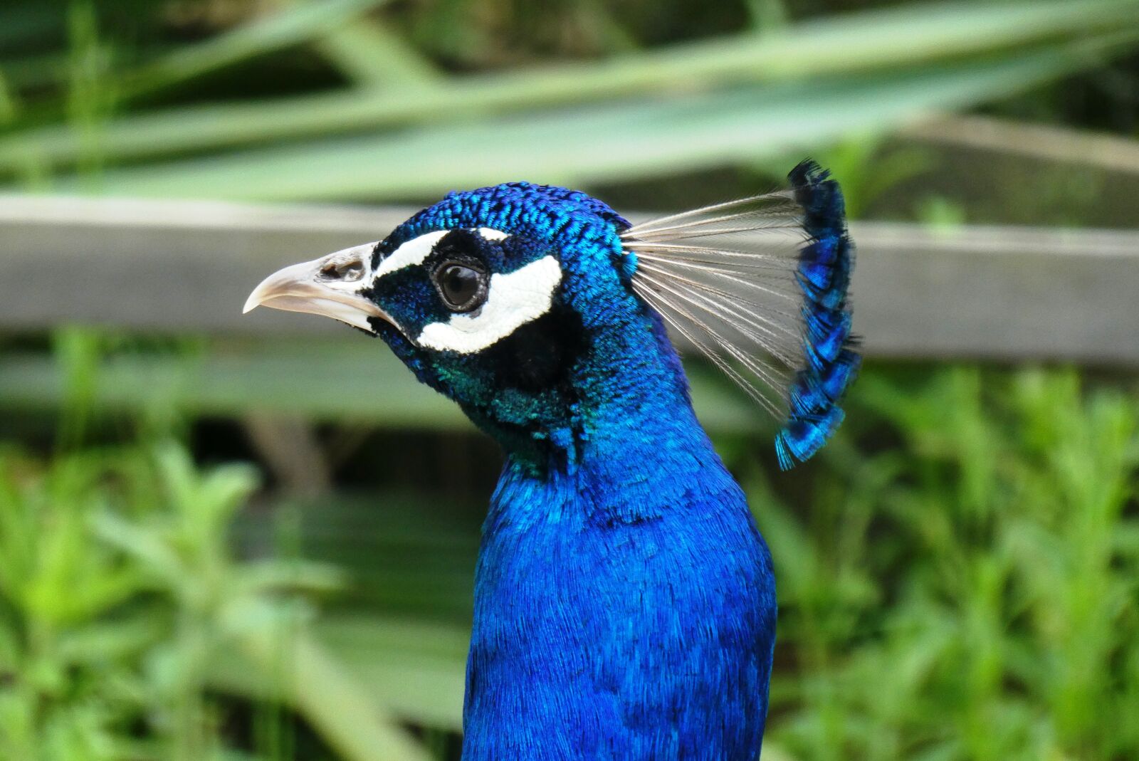 Panasonic Lumix DC-ZS70 (Lumix DC-TZ90) sample photo. Peacock, head, beak photography