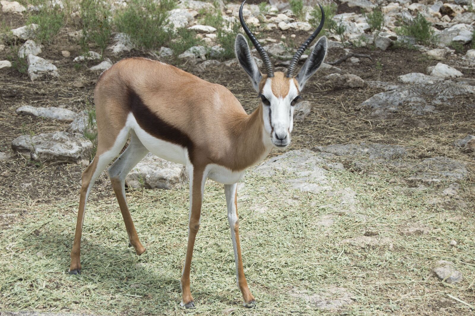 Nikon D3200 sample photo. Wild animal, zoo, wild photography