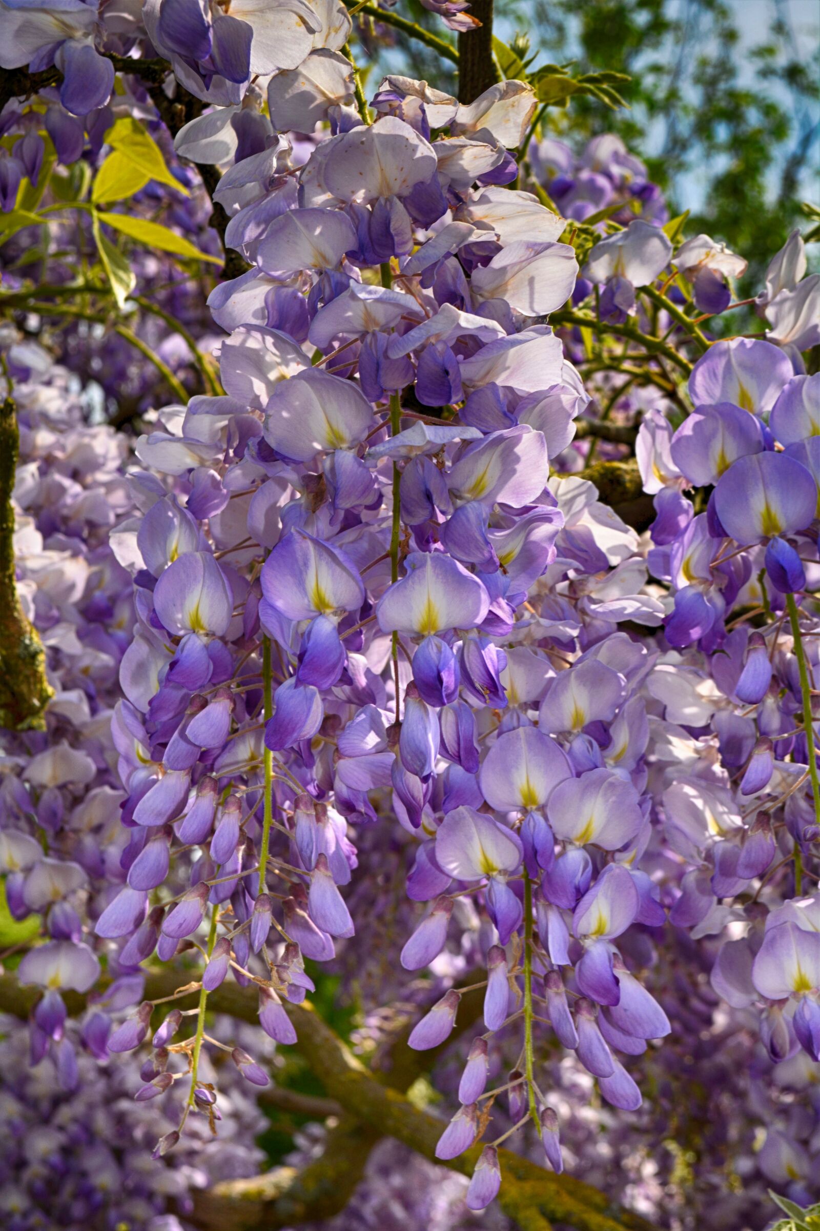 Nikon D5200 sample photo. Flowers, close up, nature photography