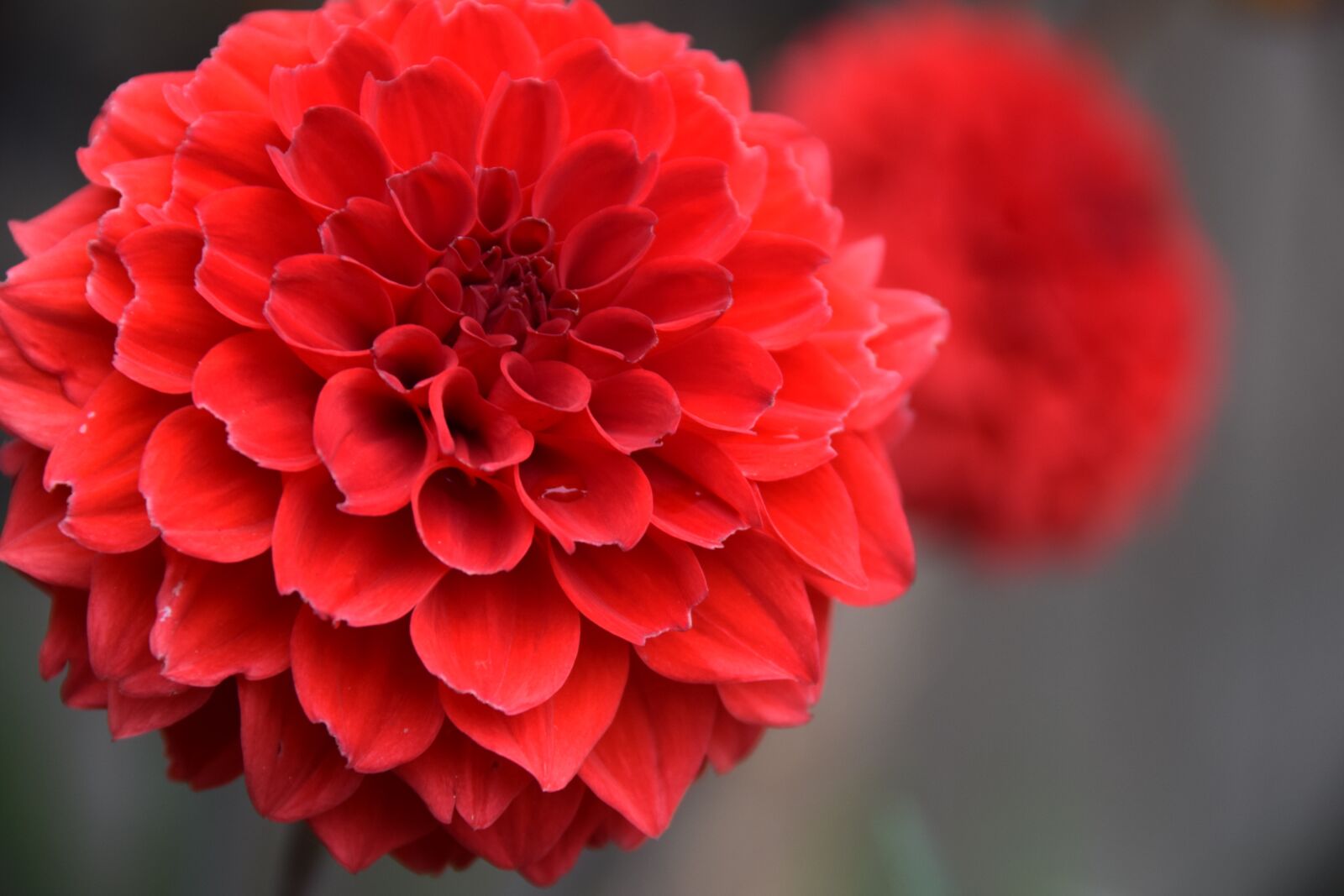 Nikon D3300 sample photo. Flower, red, bloom photography