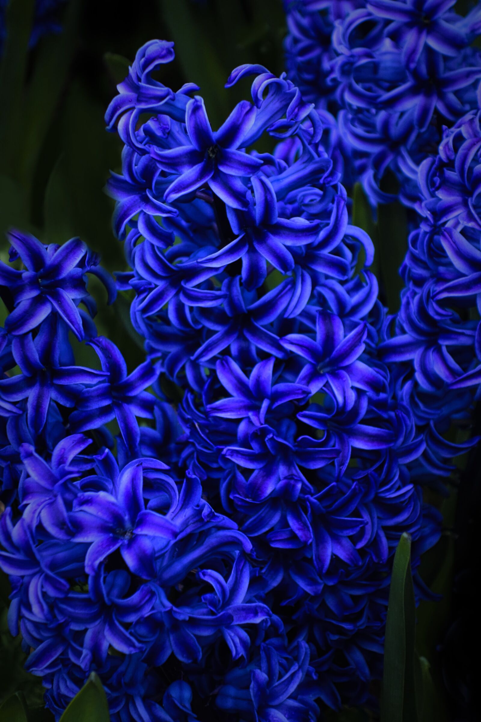 Hasselblad Stellar sample photo. Hyacinth, flower, nature photography