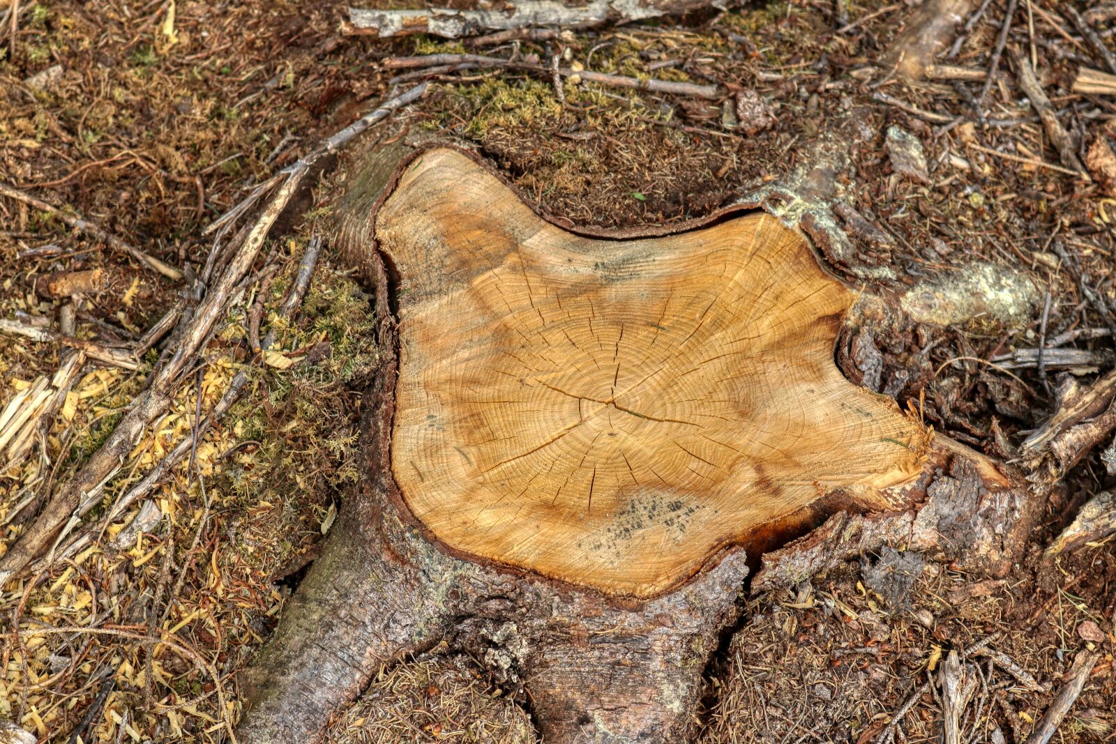 Canon EOS 80D sample photo. Tree stump, tree, nature photography