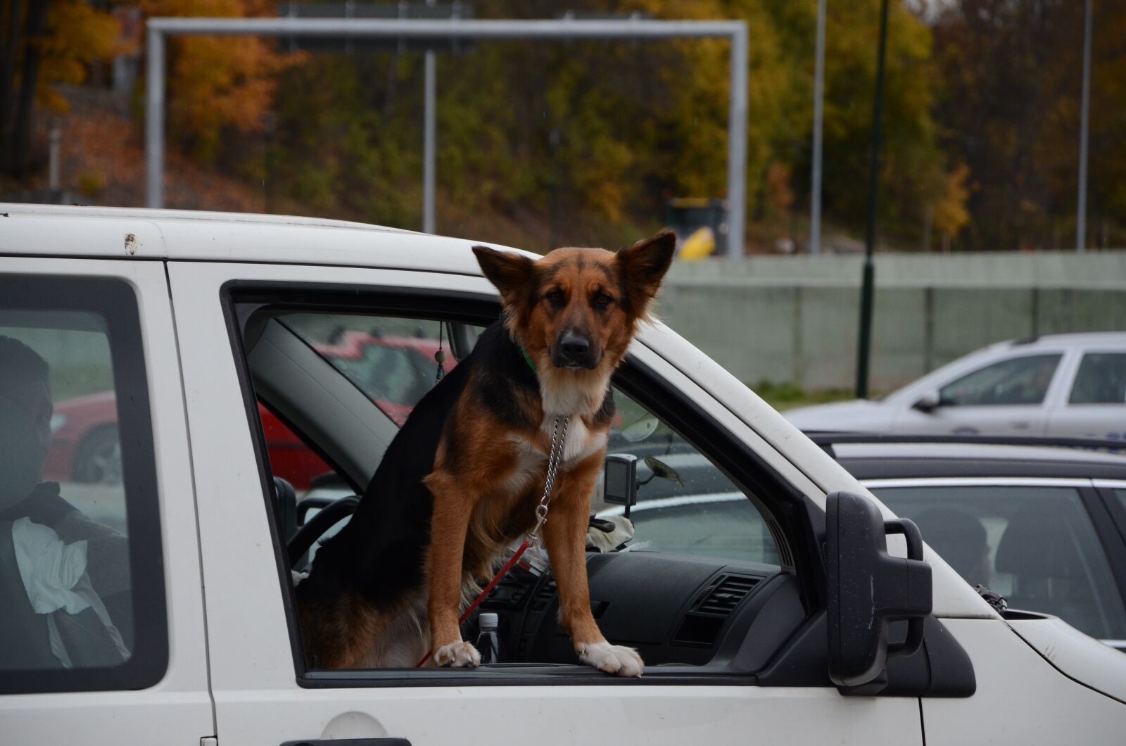 Nikon D7000 sample photo. Dog, car, car window photography