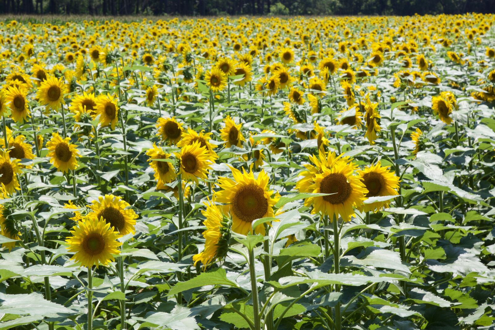 Canon EOS 70D + Canon EF 24-105mm F4L IS USM sample photo. Sunflower, flower, pretty photography