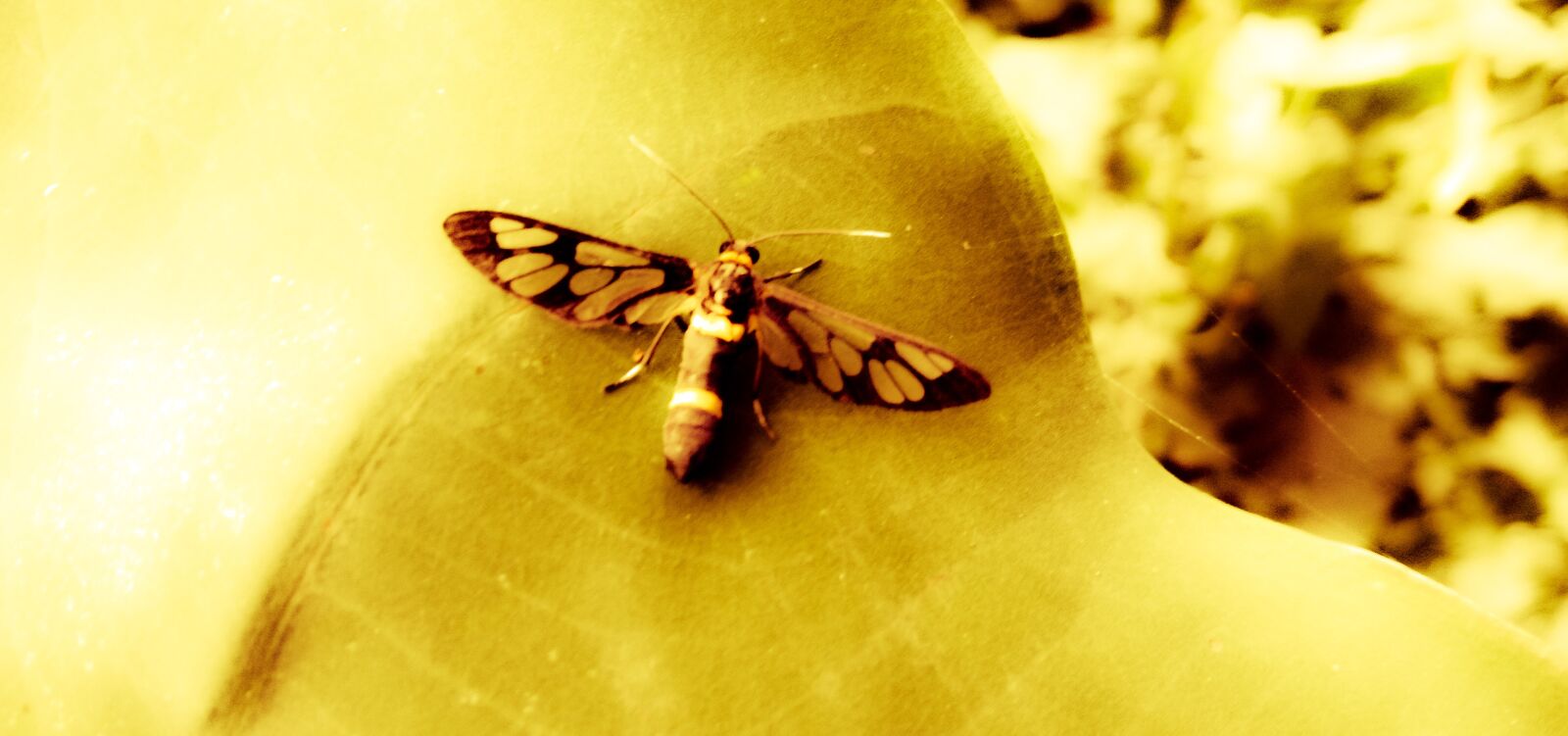 vivo 1901 sample photo. Butterfly, leaving, garden photography