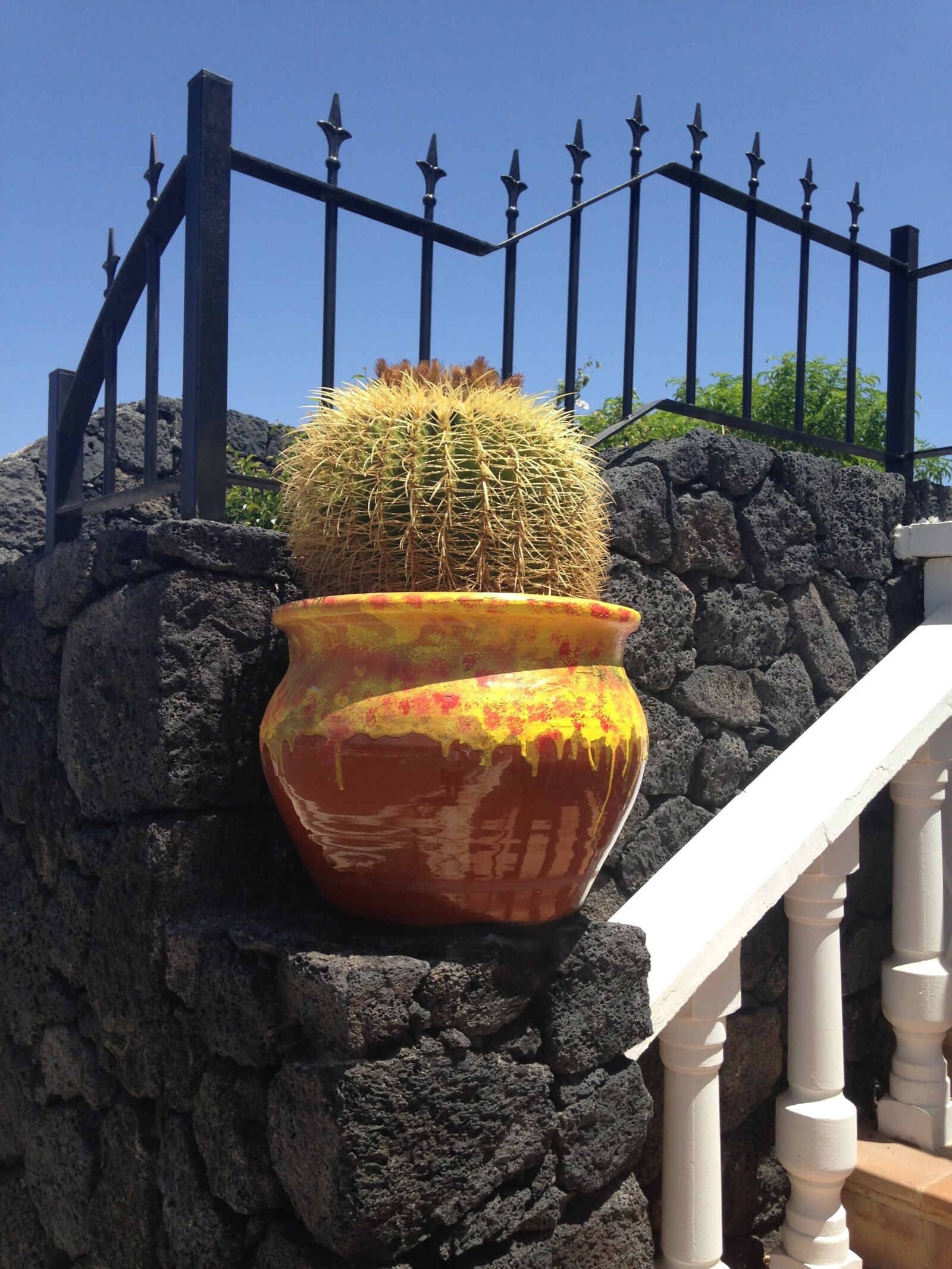 iPhone 5c back camera 4.12mm f/2.4 sample photo. Cactus, lanzarote, spain photography