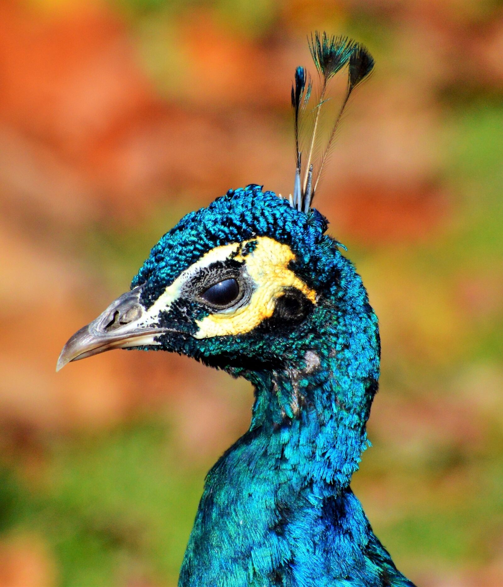 Nikon D3200 sample photo. Bird, peacock, peacock feathers photography