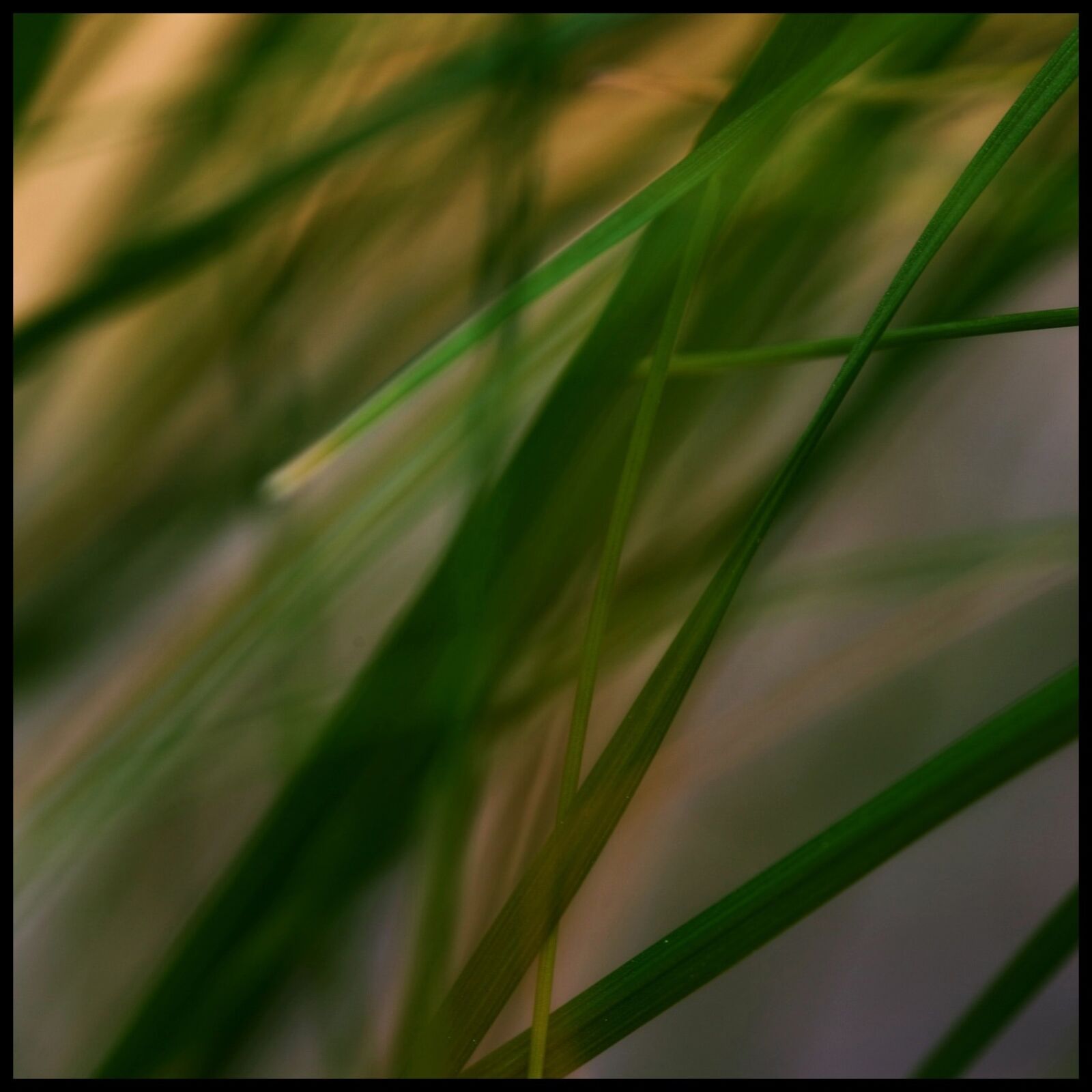 Canon EOS 5D Mark II sample photo. Grass, stone, grasses photography