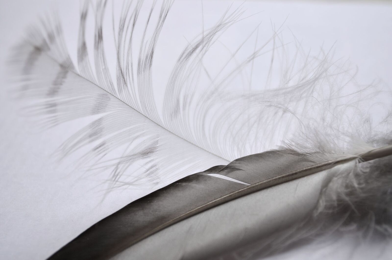 Nikon D5100 sample photo. Pen, bird, contrast photography