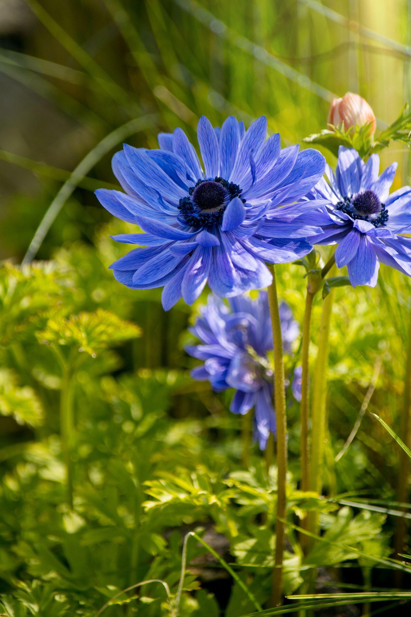 Nikon D7100 sample photo. Anemone, flower, blue photography
