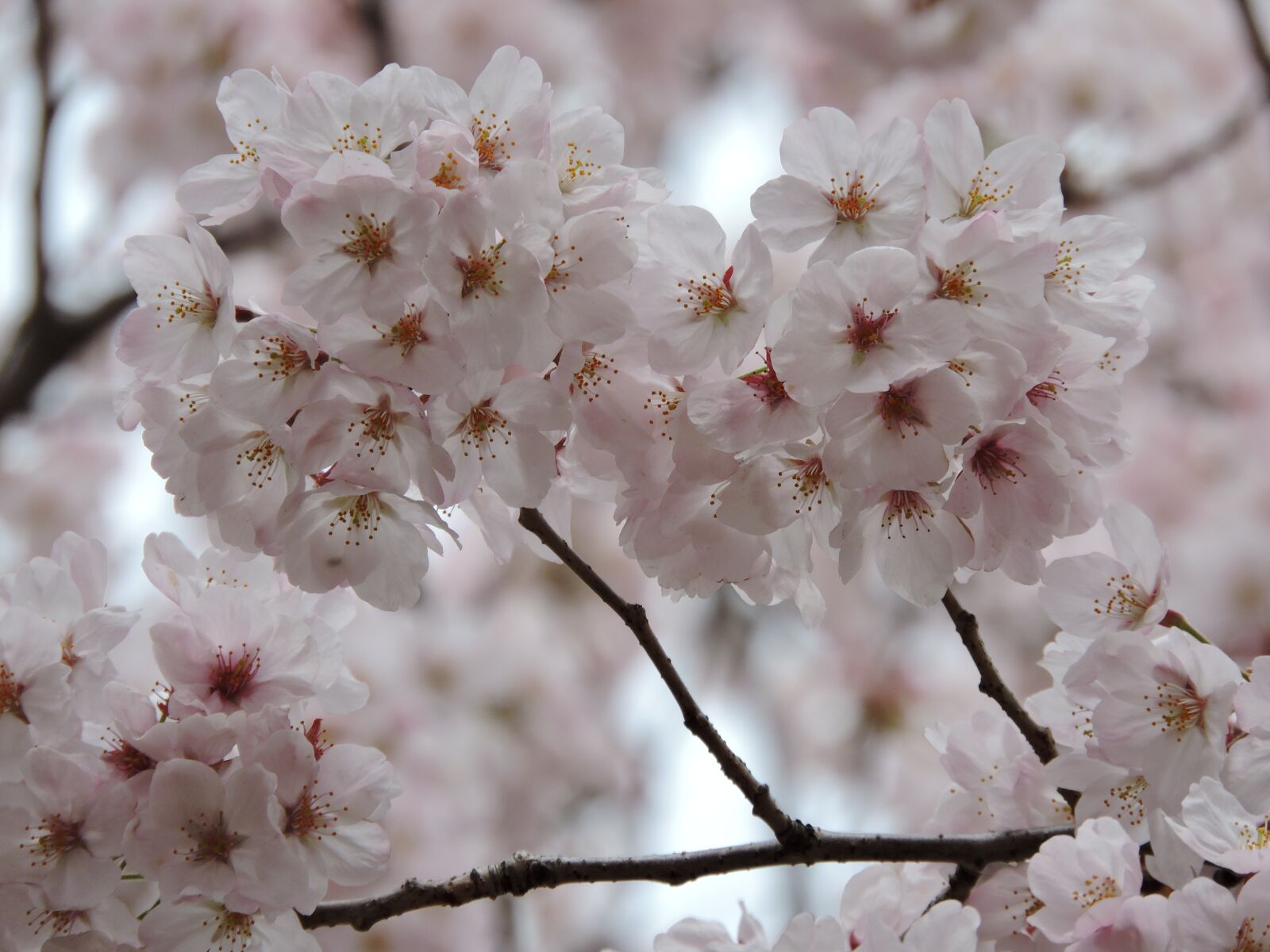 Nikon Coolpix P600 sample photo. Flower, cherry, blossom photography